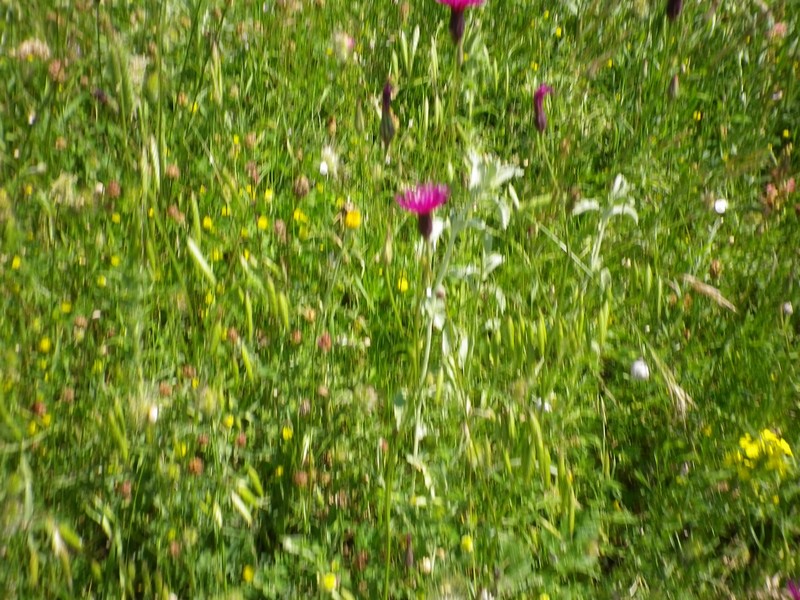 brutte immagini - Crupina sp