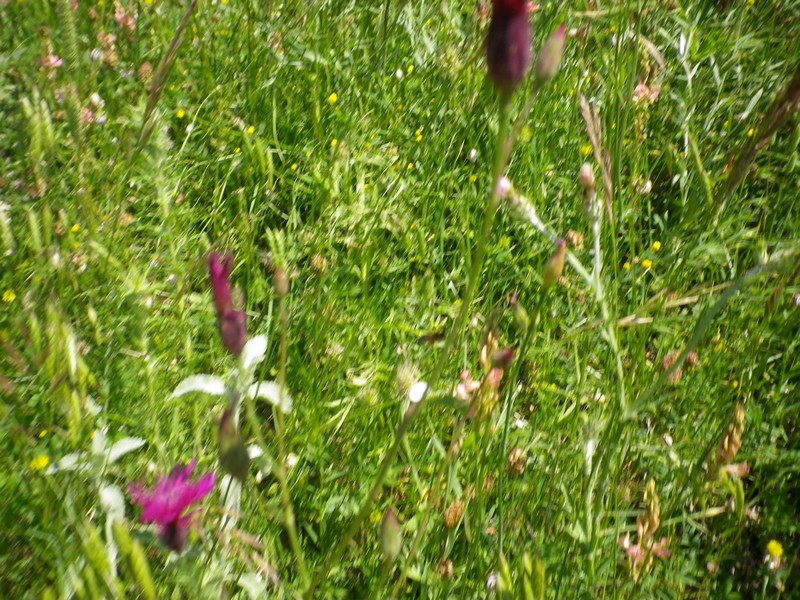 brutte immagini - Crupina sp