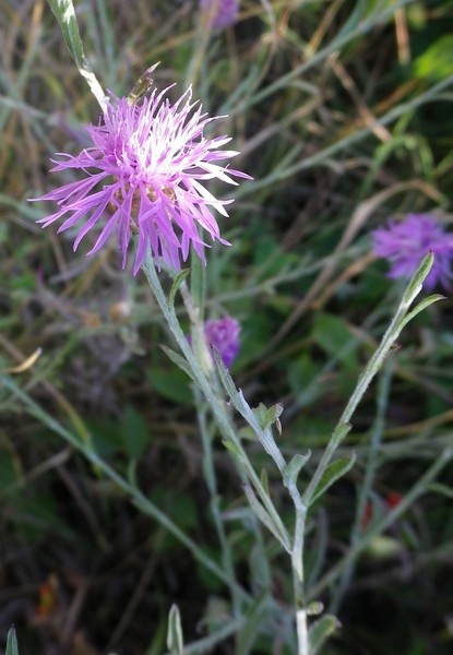 Centaurea jacea