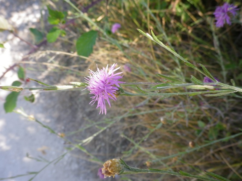 Centaurea jacea