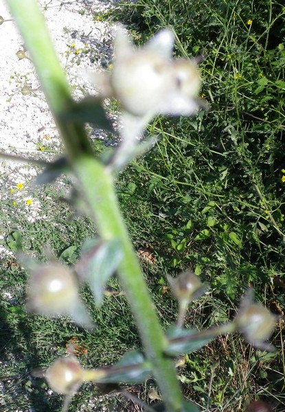 Pianta con palline - Verbascum blattaria