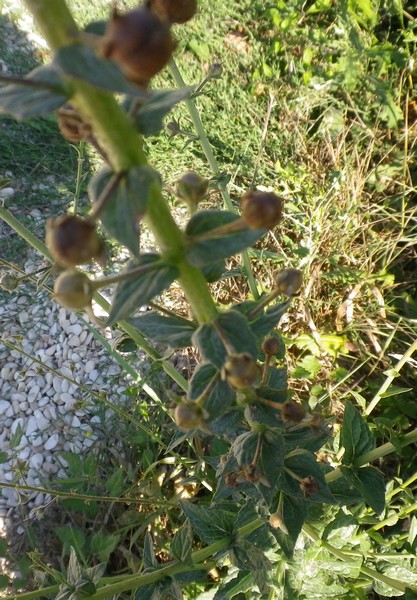 Pianta con palline - Verbascum blattaria