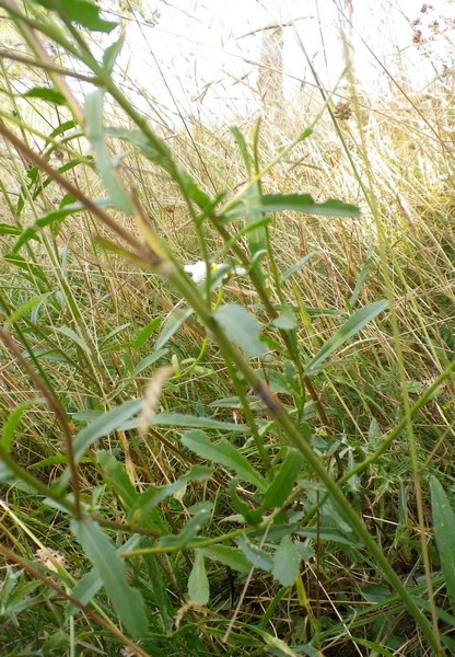 Margherita da identificare - Leucanthemum sp.