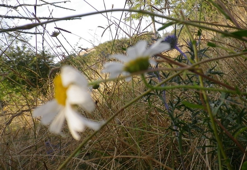 Margherita da identificare - Leucanthemum sp.