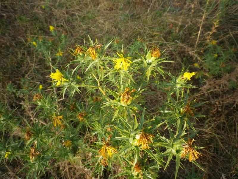 Carthamus lanatus / Zafferanone selvatico