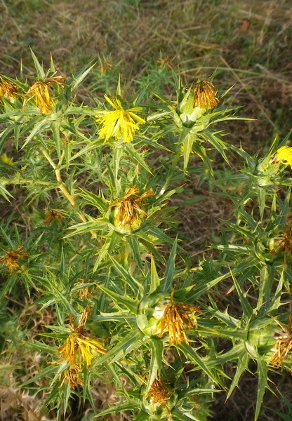 Carthamus lanatus / Zafferanone selvatico