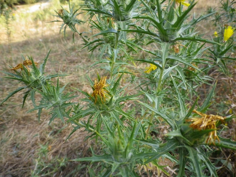 Carthamus lanatus / Zafferanone selvatico