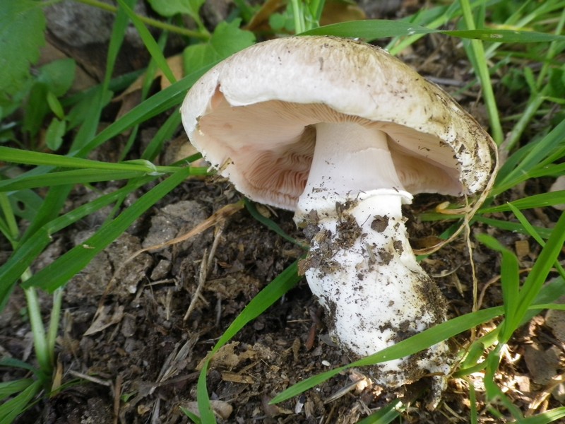 La Selva di Gallignano