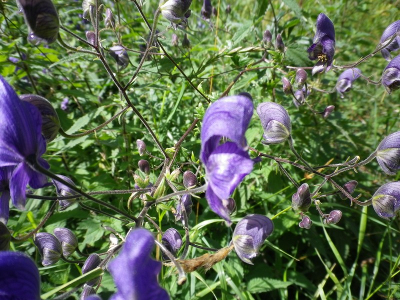 Aconitum degenii / Aconito di Degen