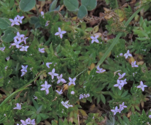 Sherardia arvensis (Rubiaceae)