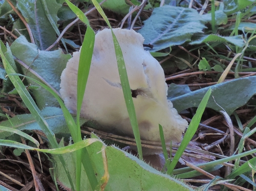 Variet� di Mycena ?