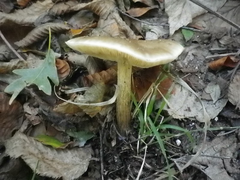 Cinque Parco pubblico