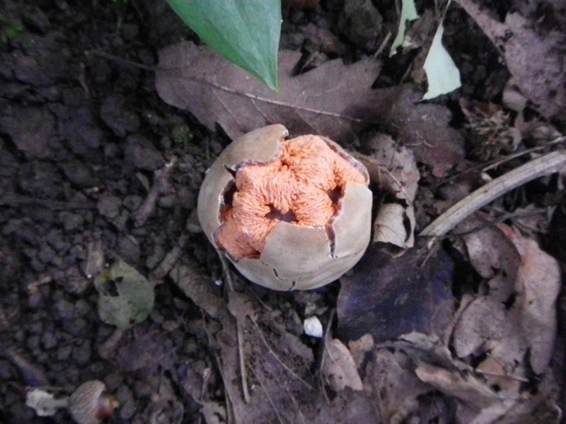 La Selva di Gallignano