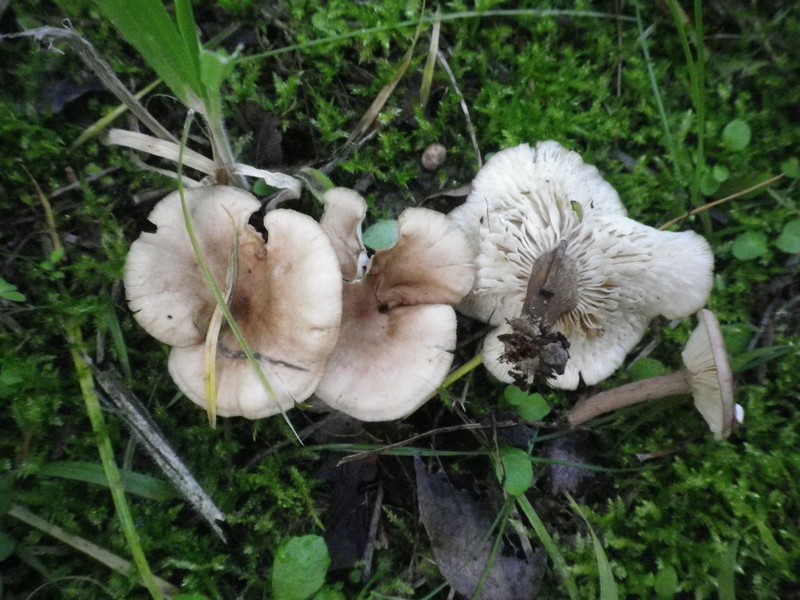 La Selva di Gallignano