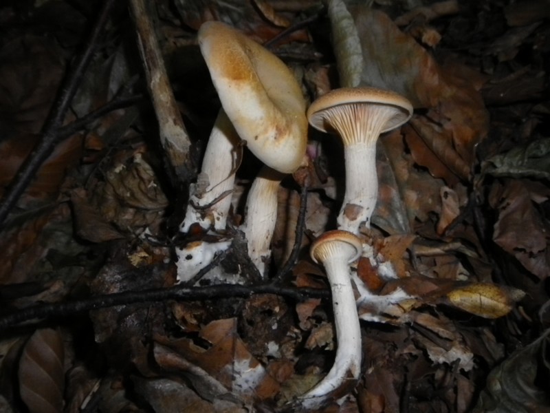 Una mattinata al San Vicino