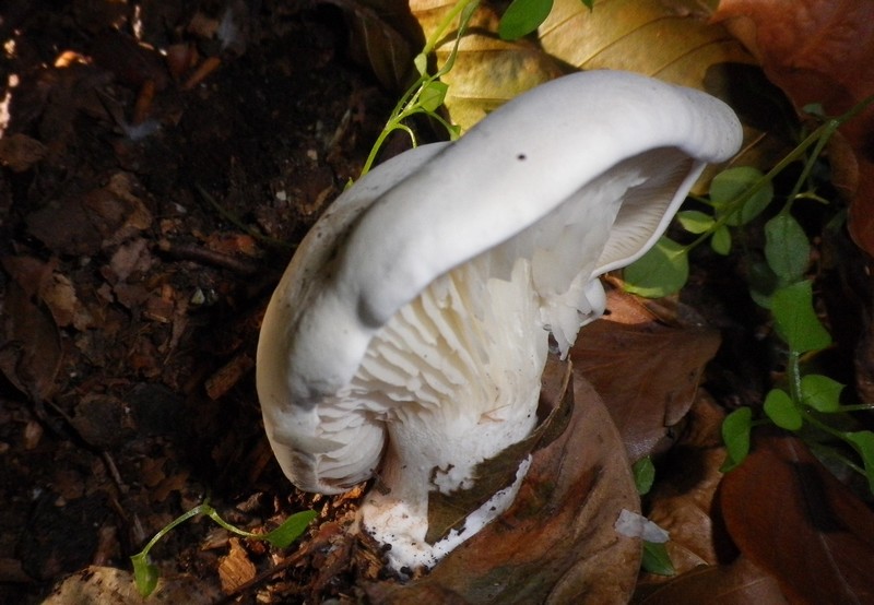 Una mattinata al San Vicino