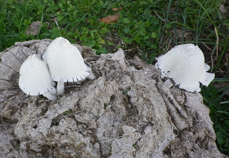 Una mattinata al San Vicino
