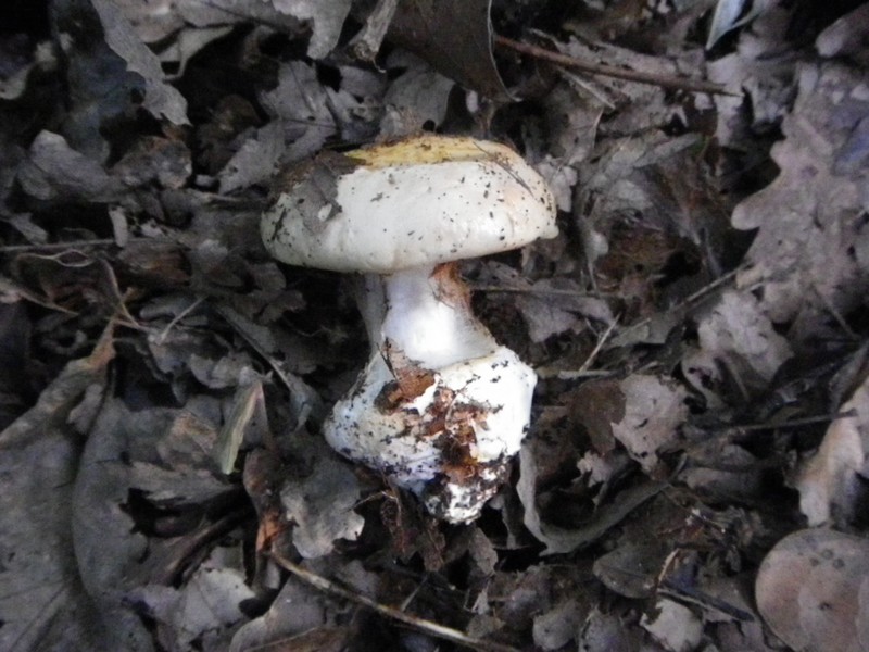 La Selva di Gallignano