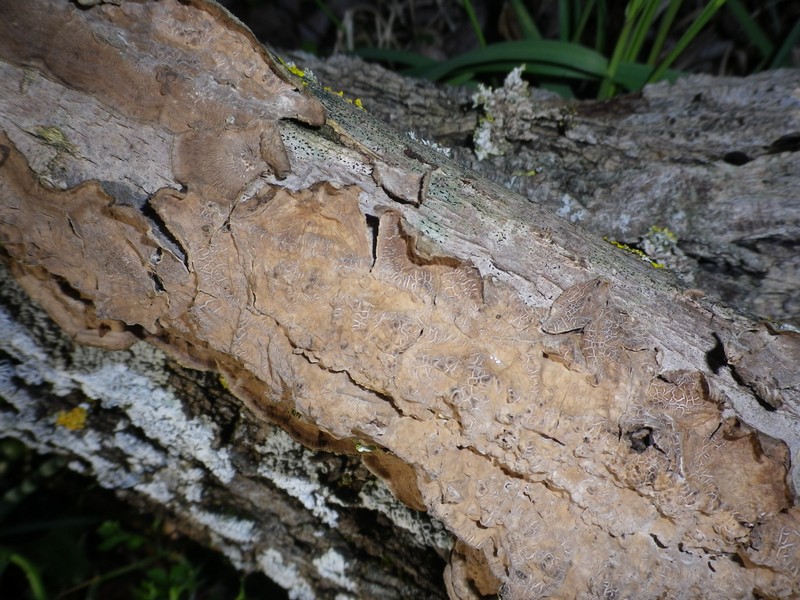 corticiales marroncina