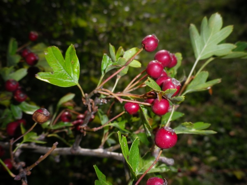 Una mattinata al San Vicino