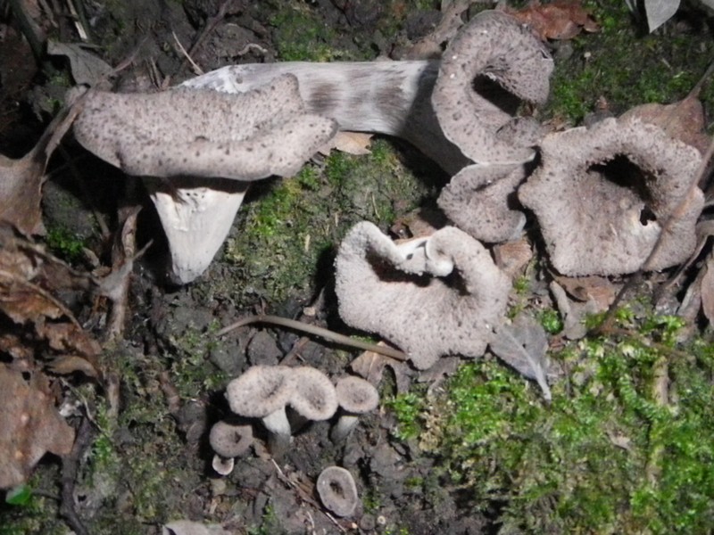 La Selva di Gallignano