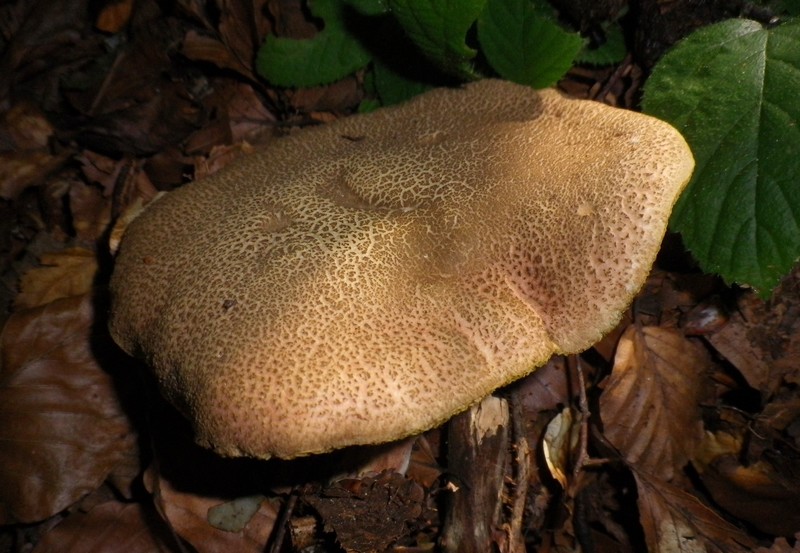 Una mattinata al San Vicino