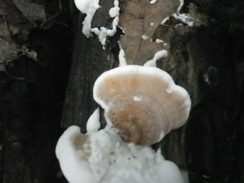 Gloeoporus ?