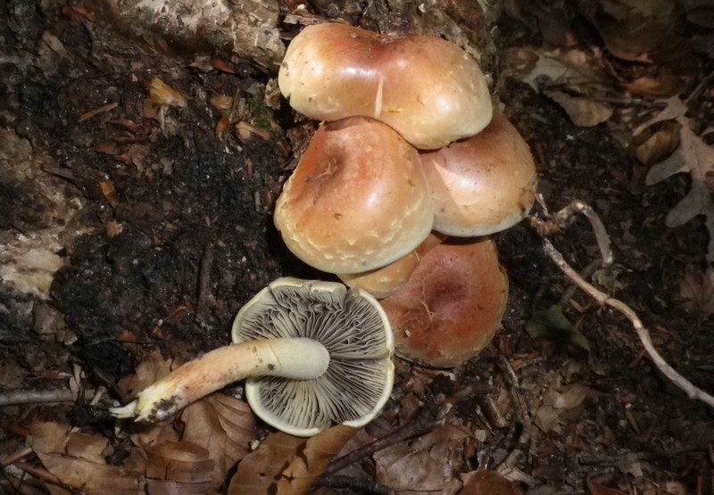 Una mattinata al San Vicino