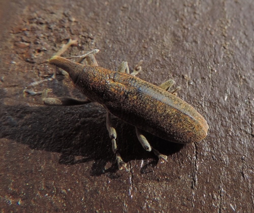 Curculionidae: Lixus (Dilixellus) pulverulentus