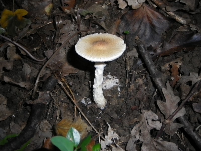 La Selva di Gallignano