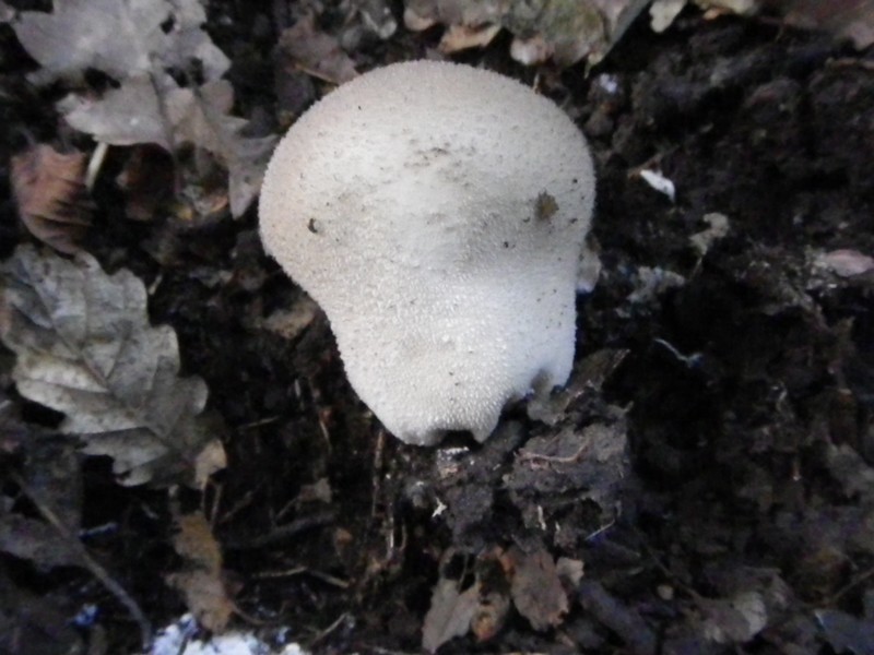 La Selva di Gallignano