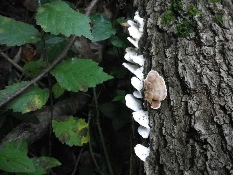 La Selva di Gallignano