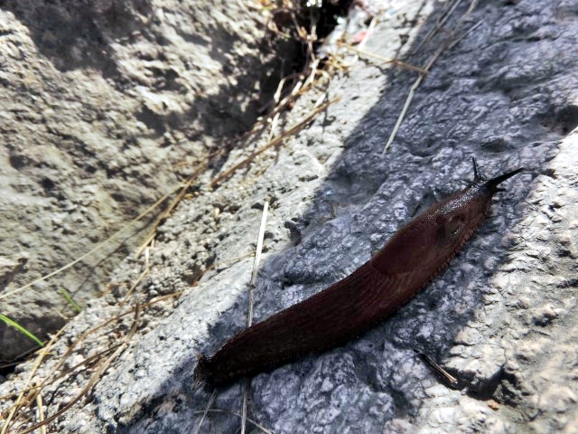 Limax molto scura
