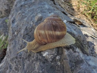 Lumaca da id.