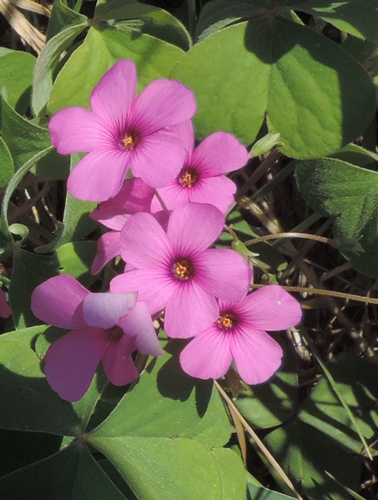 fiori rosa fuxia:  Oxalis articulata