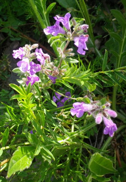 da identificare - Acinos sp.