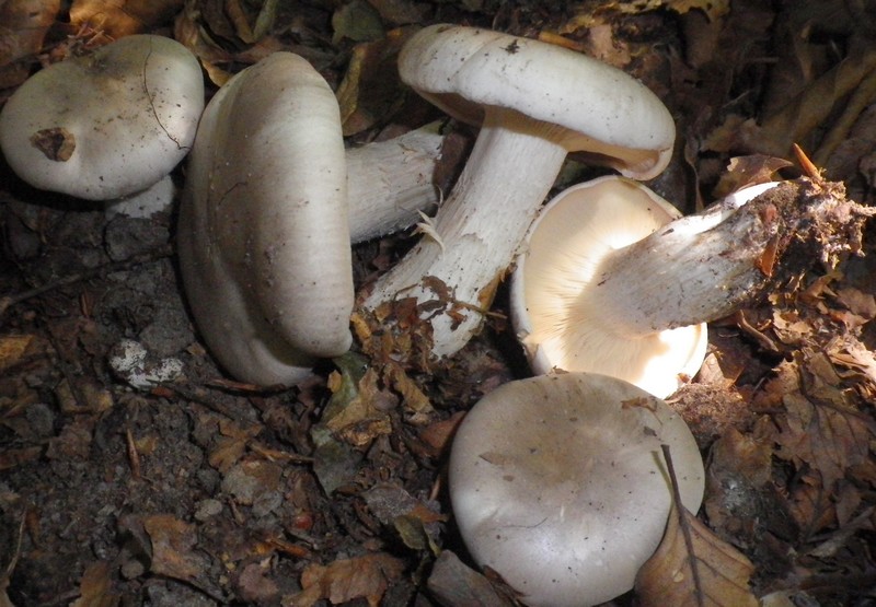 Una mattinata al San Vicino