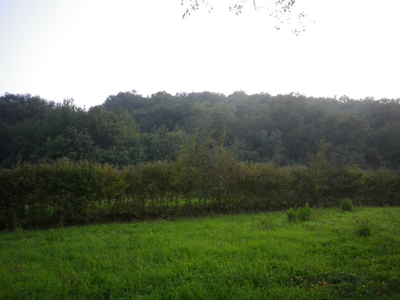 La Selva di Gallignano