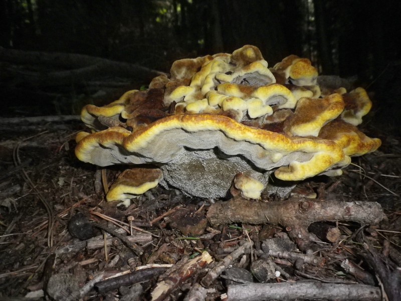 Conferma per Phaeolus s. (Phaeolus schweinitzii)