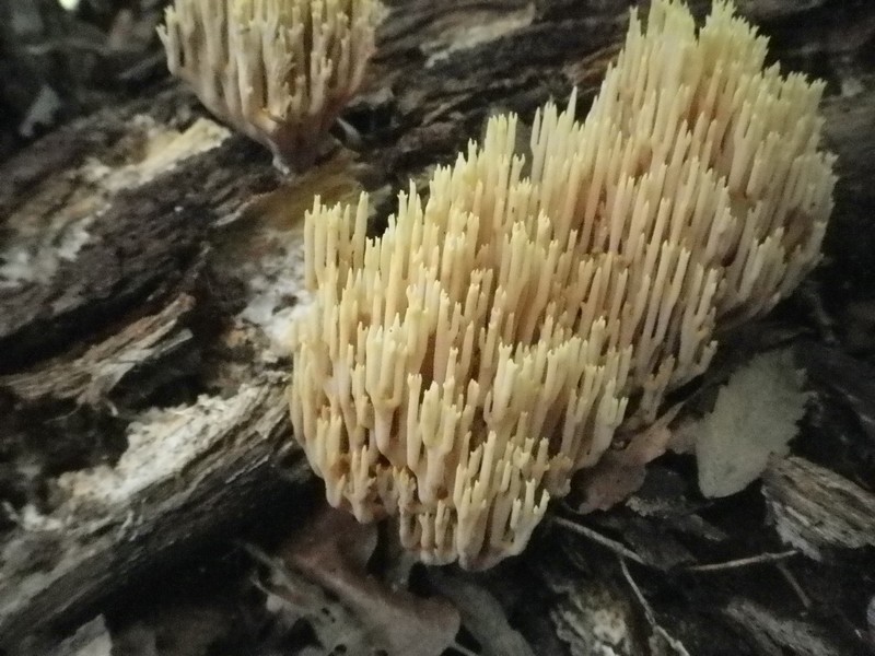 La Selva di Gallignano