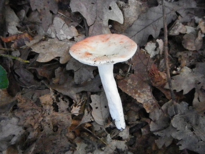 La Selva di Gallignano