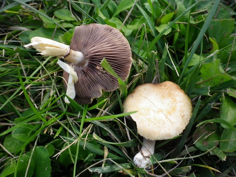 La Selva di Gallignano