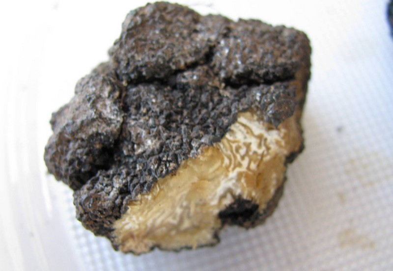 funghi  da idedntificare 3