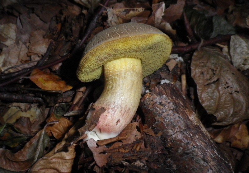 Una mattinata al San Vicino