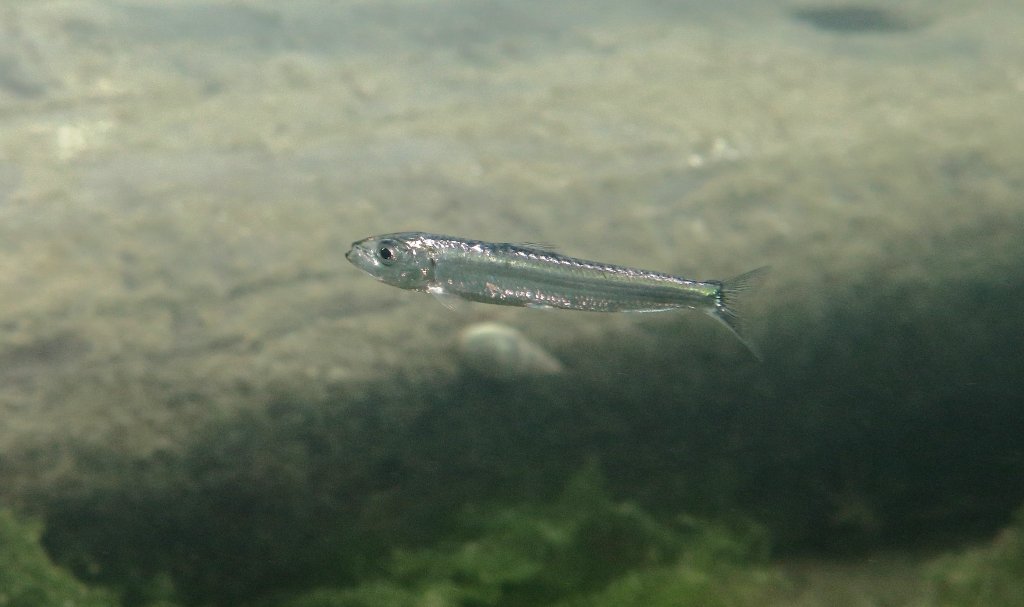 Sardina cf. pilchardus