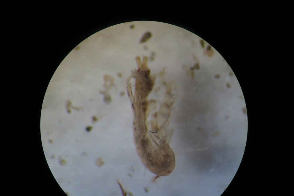 Ericthonius?