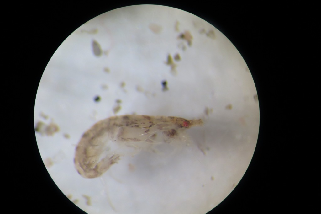 Ericthonius?