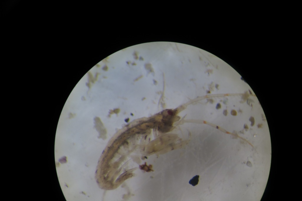 Ericthonius?