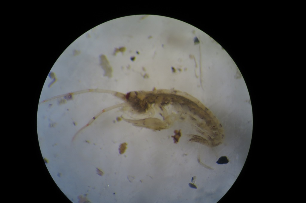 Ericthonius?