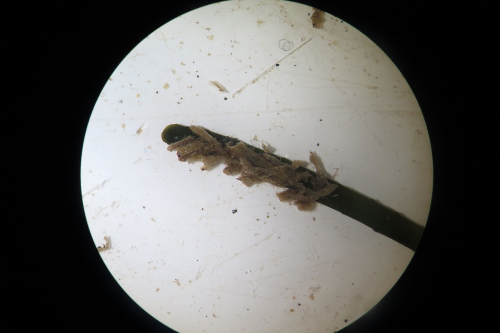 Ericthonius?